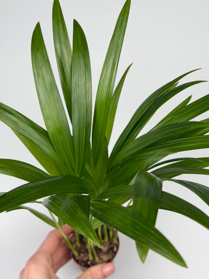 Dypsis lutescens Dypsis Tropical Corner