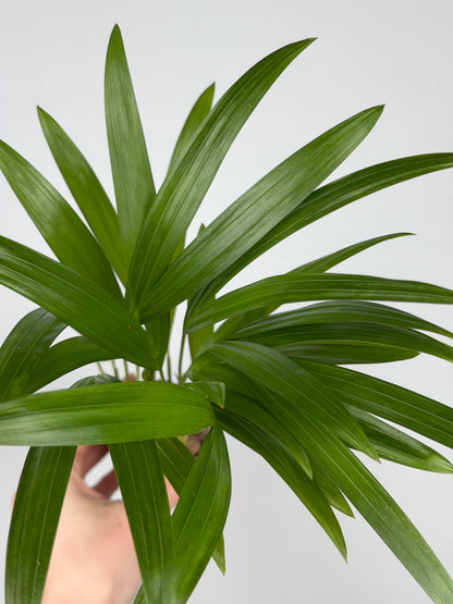 Dypsis lutescens Dypsis Tropical Corner