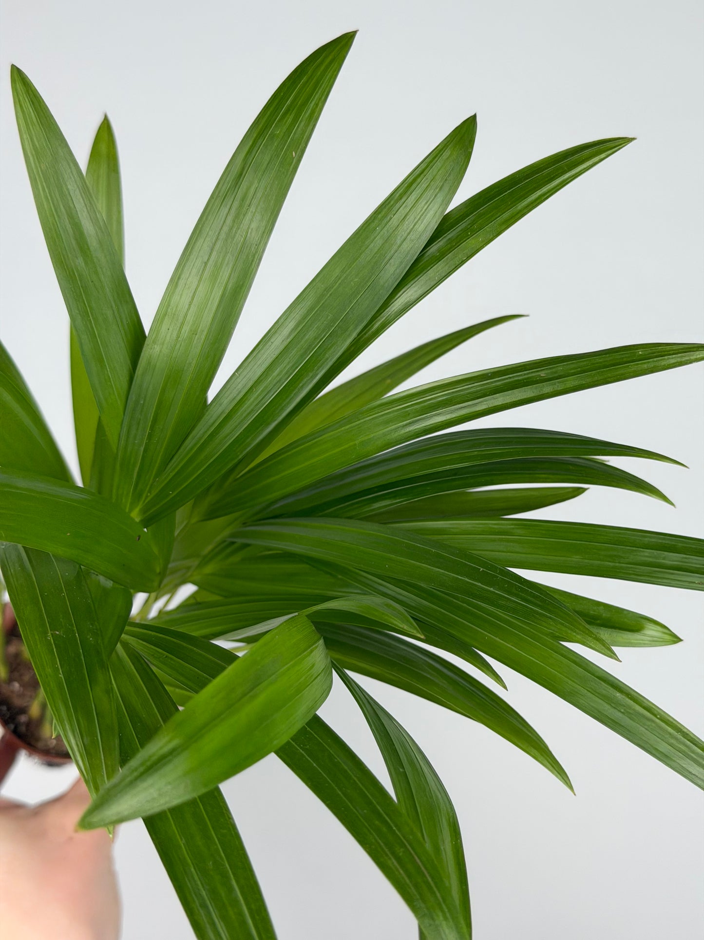 Dypsis lutescens Dypsis Tropical Corner