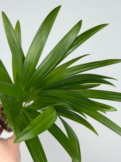 Dypsis lutescens Dypsis Tropical Corner