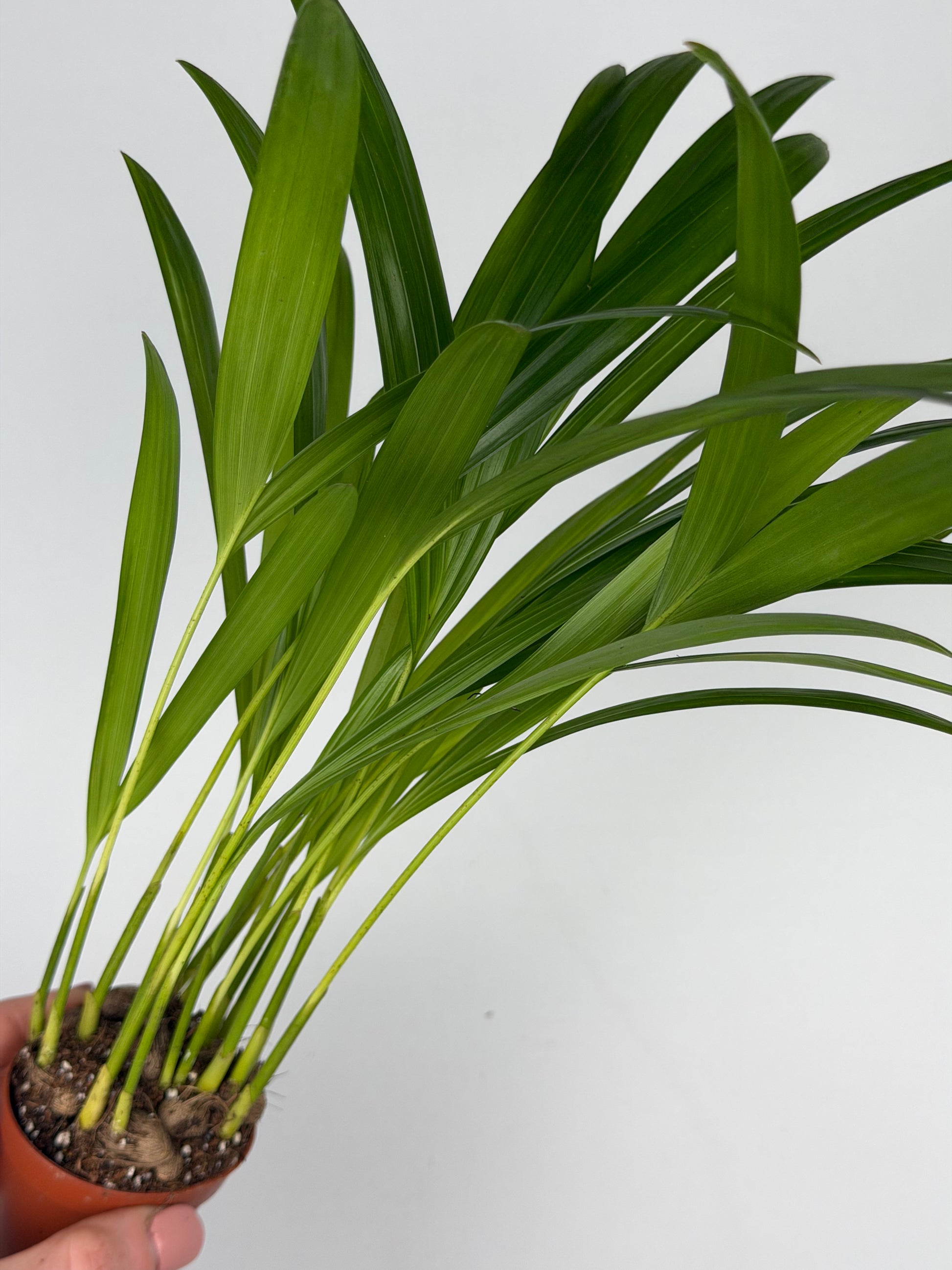 Dypsis lutescens Dypsis Tropical Corner