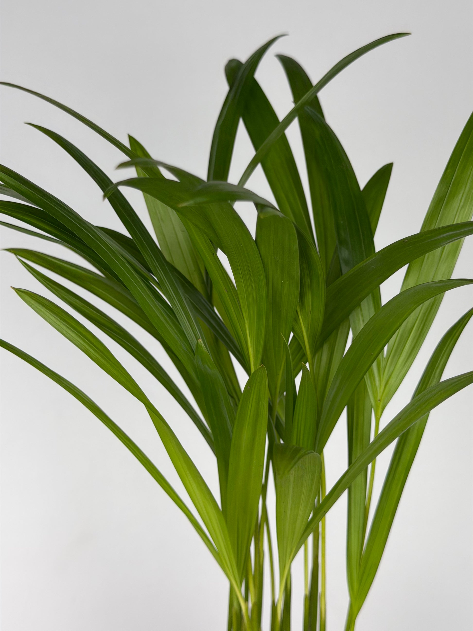 Dypsis lutescens Dypsis Tropical Corner