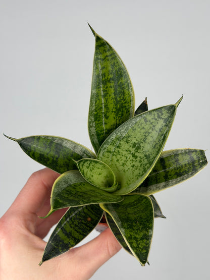 Sansevieria mix Sansevieria Tropical Corner
