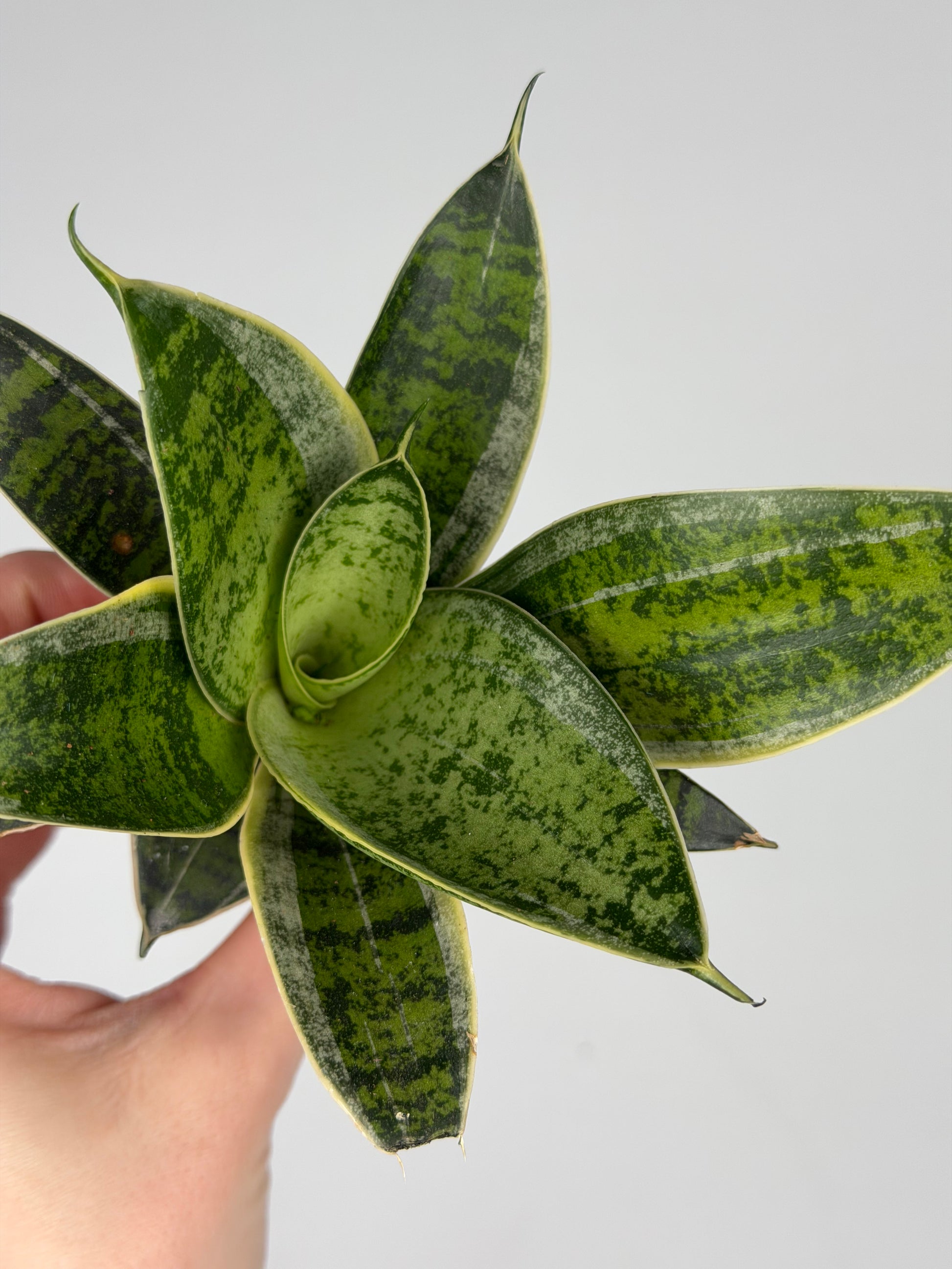 Sansevieria mix Sansevieria Tropical Corner
