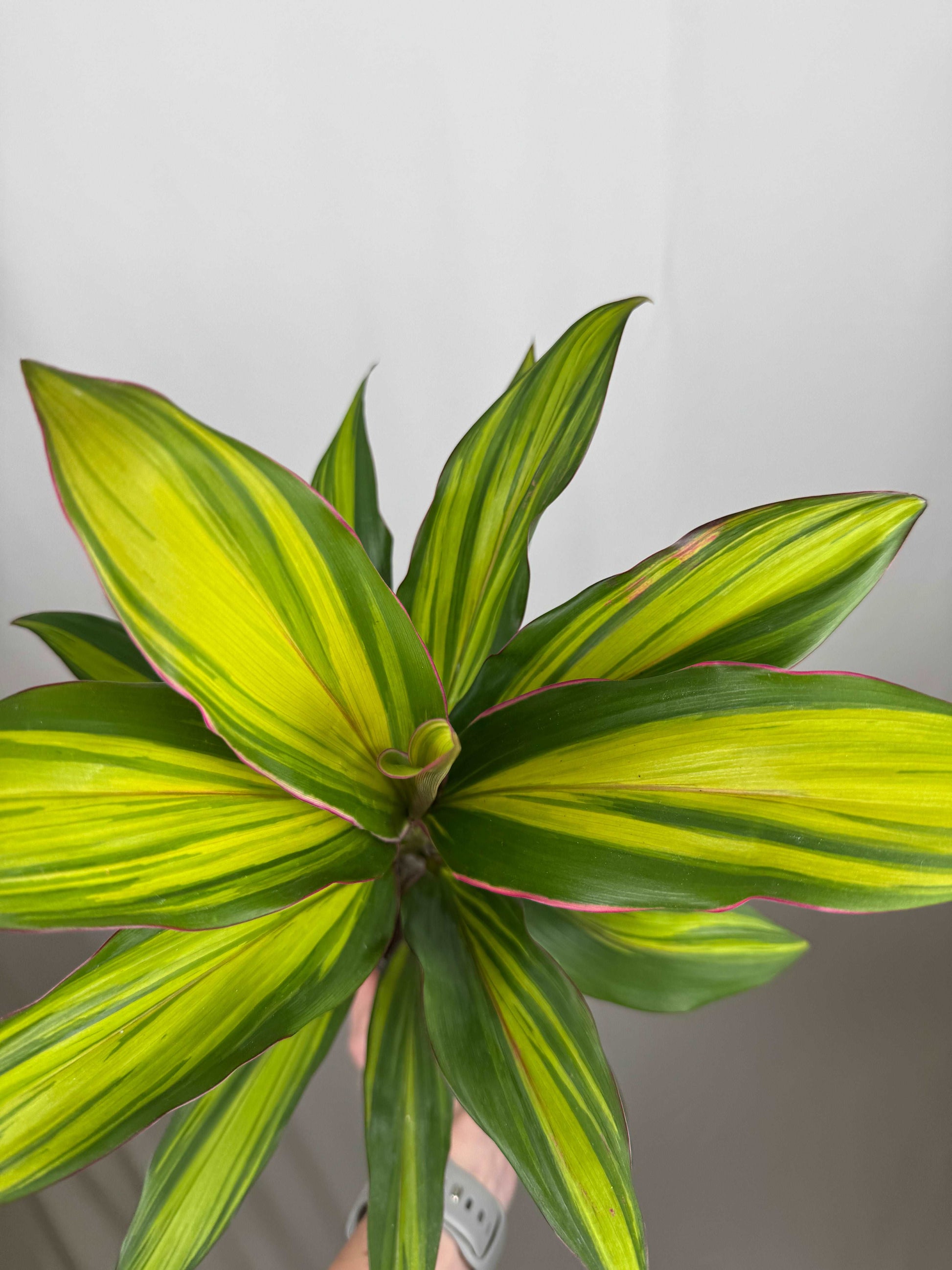 Cordyline Fruticosa “Kiwi”