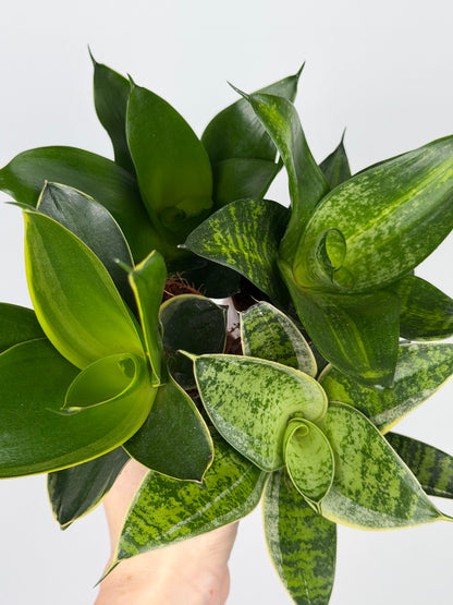 Sansevieria mix Sansevieria Tropical Corner