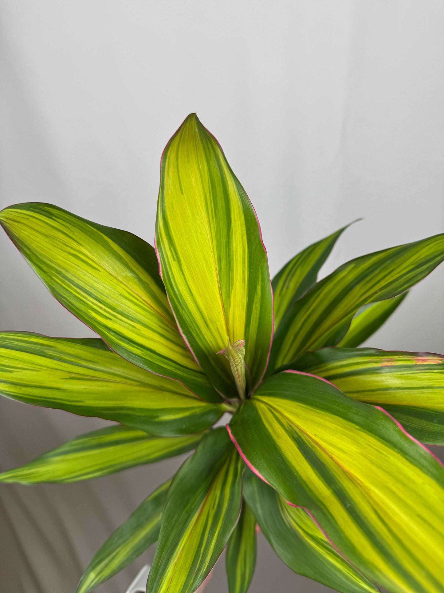 Cordyline Fruticosa “Kiwi”