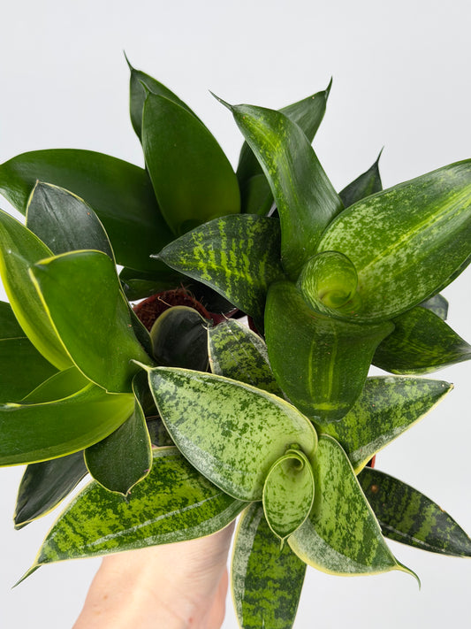 Sansevieria mix Sansevieria Tropical Corner