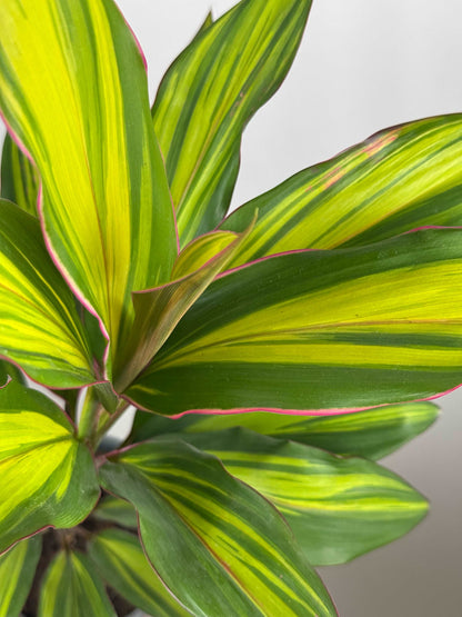 Cordyline Fruticosa “Kiwi”