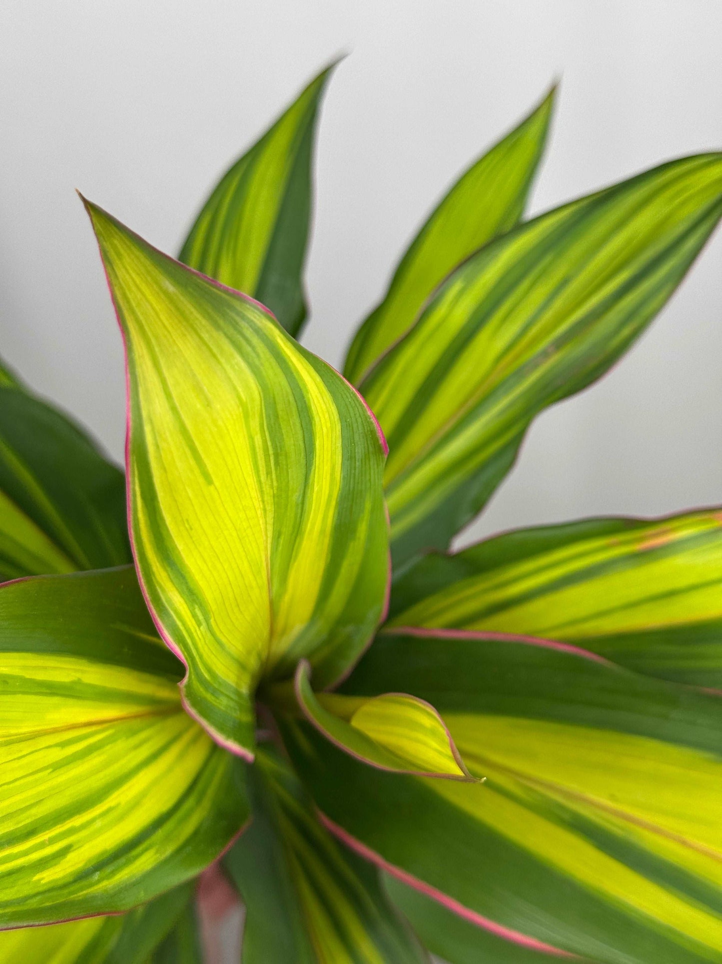 Cordyline Fruticosa “Kiwi”