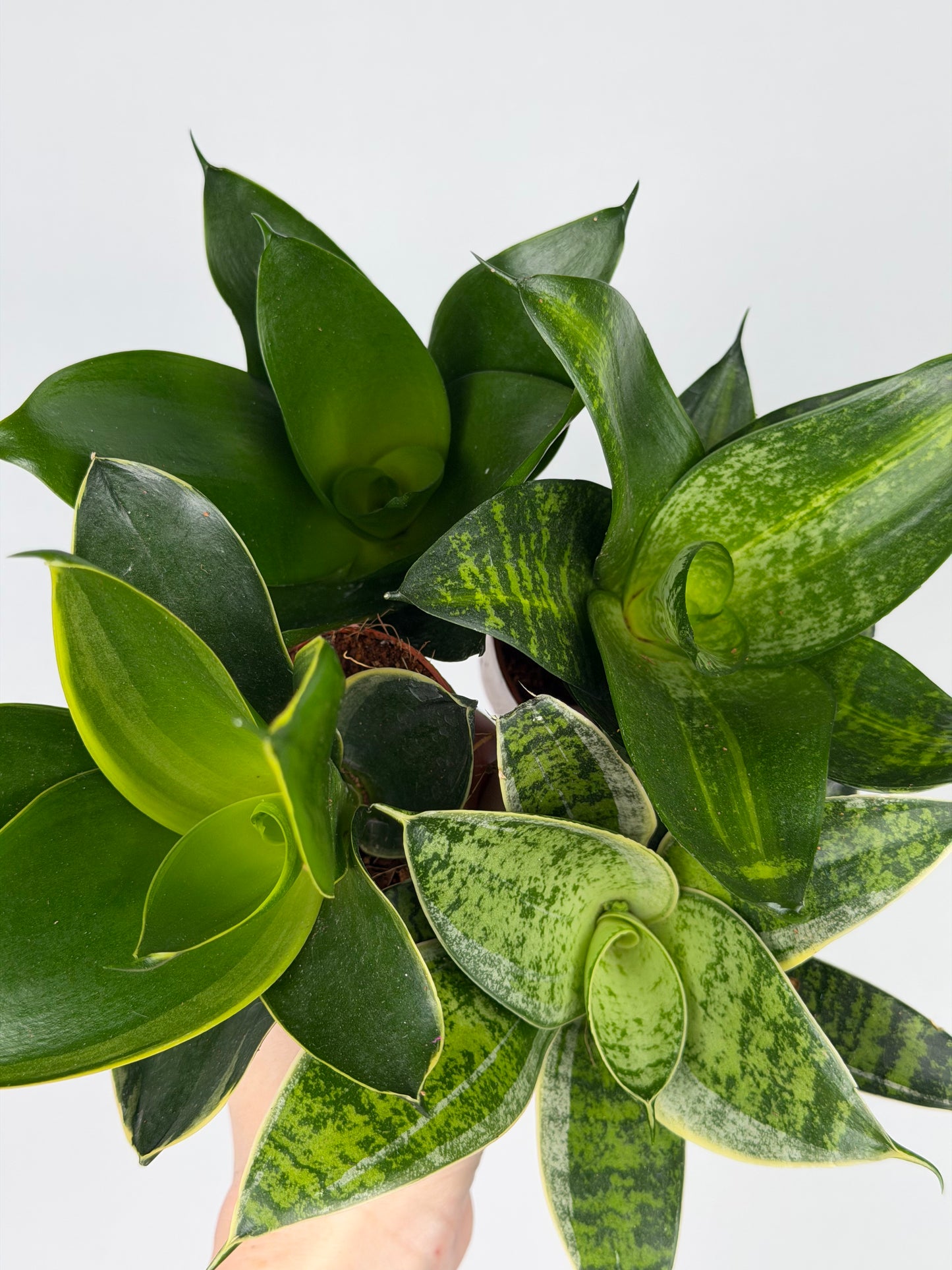 Sansevieria mix Sansevieria Tropical Corner