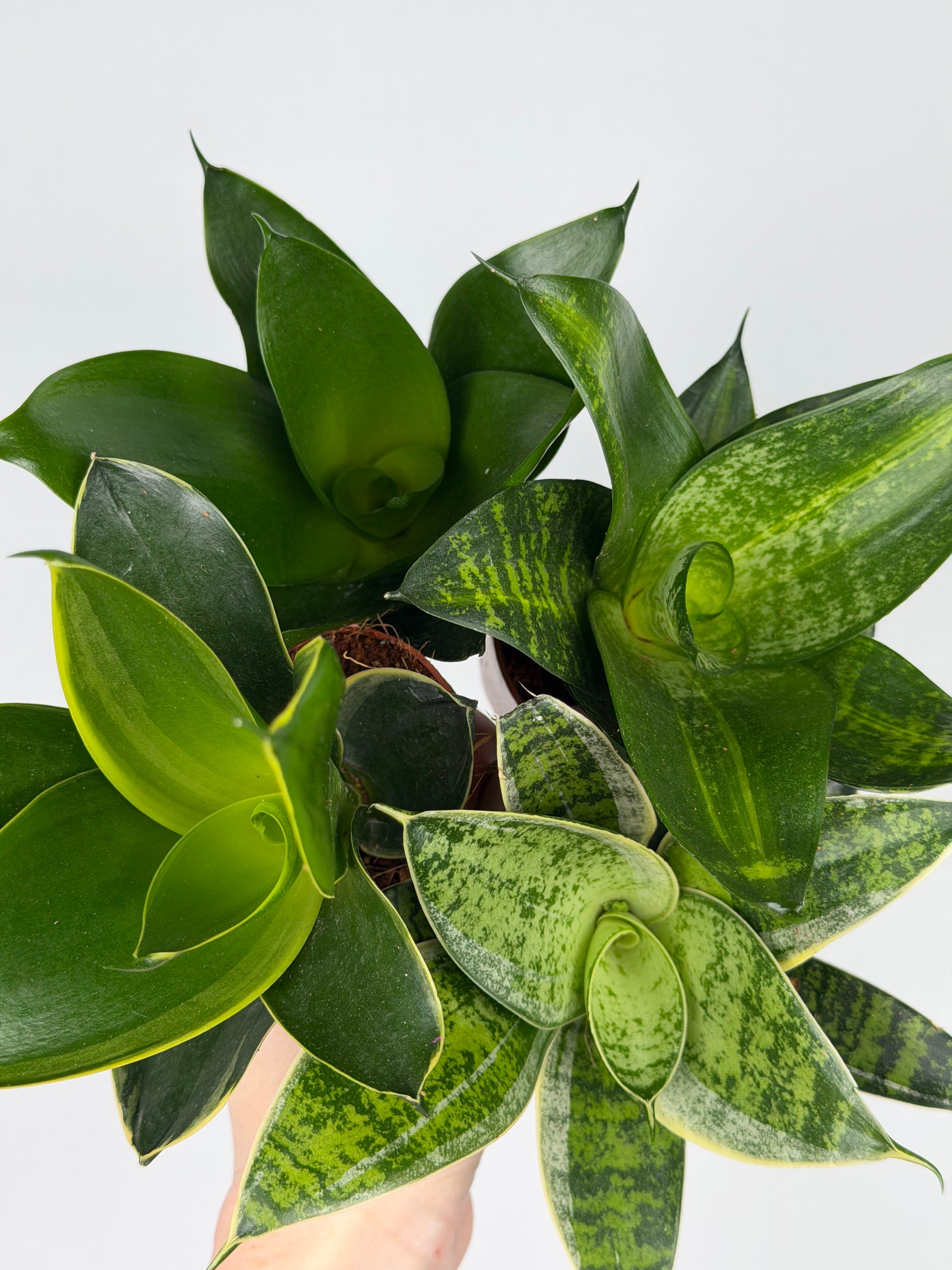 Sansevieria mix Sansevieria Tropical Corner