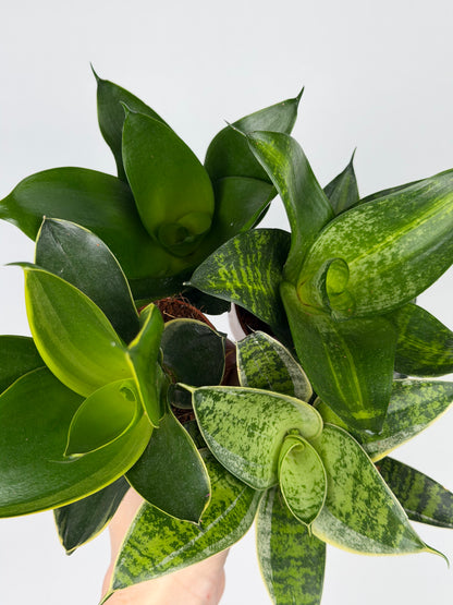Sansevieria mix Sansevieria Tropical Corner