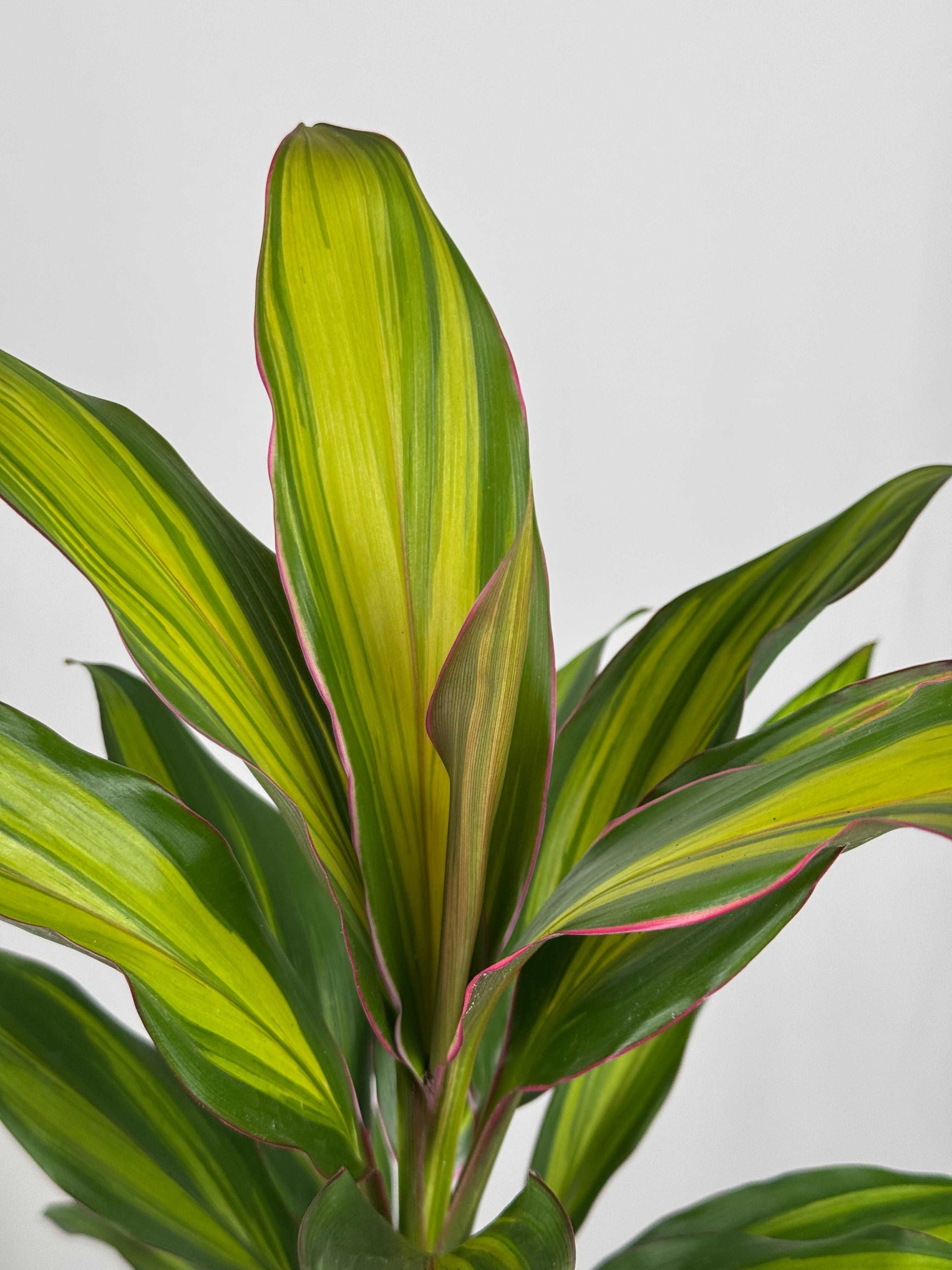 Cordyline Fruticosa “Kiwi”