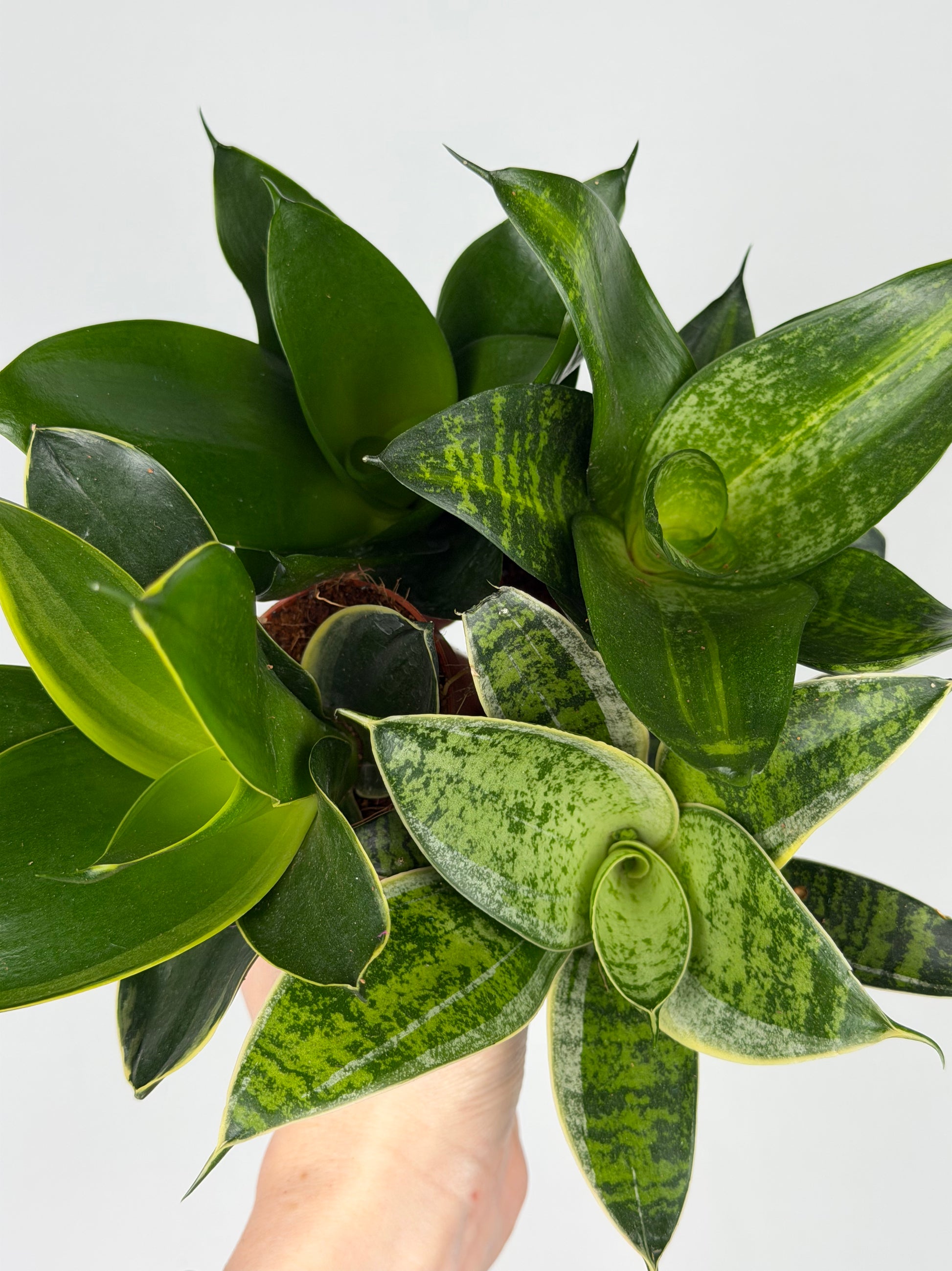 Sansevieria mix Sansevieria Tropical Corner