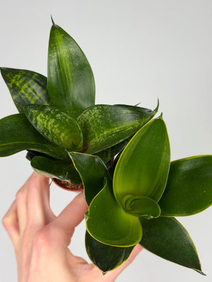 Sansevieria mix Sansevieria Tropical Corner
