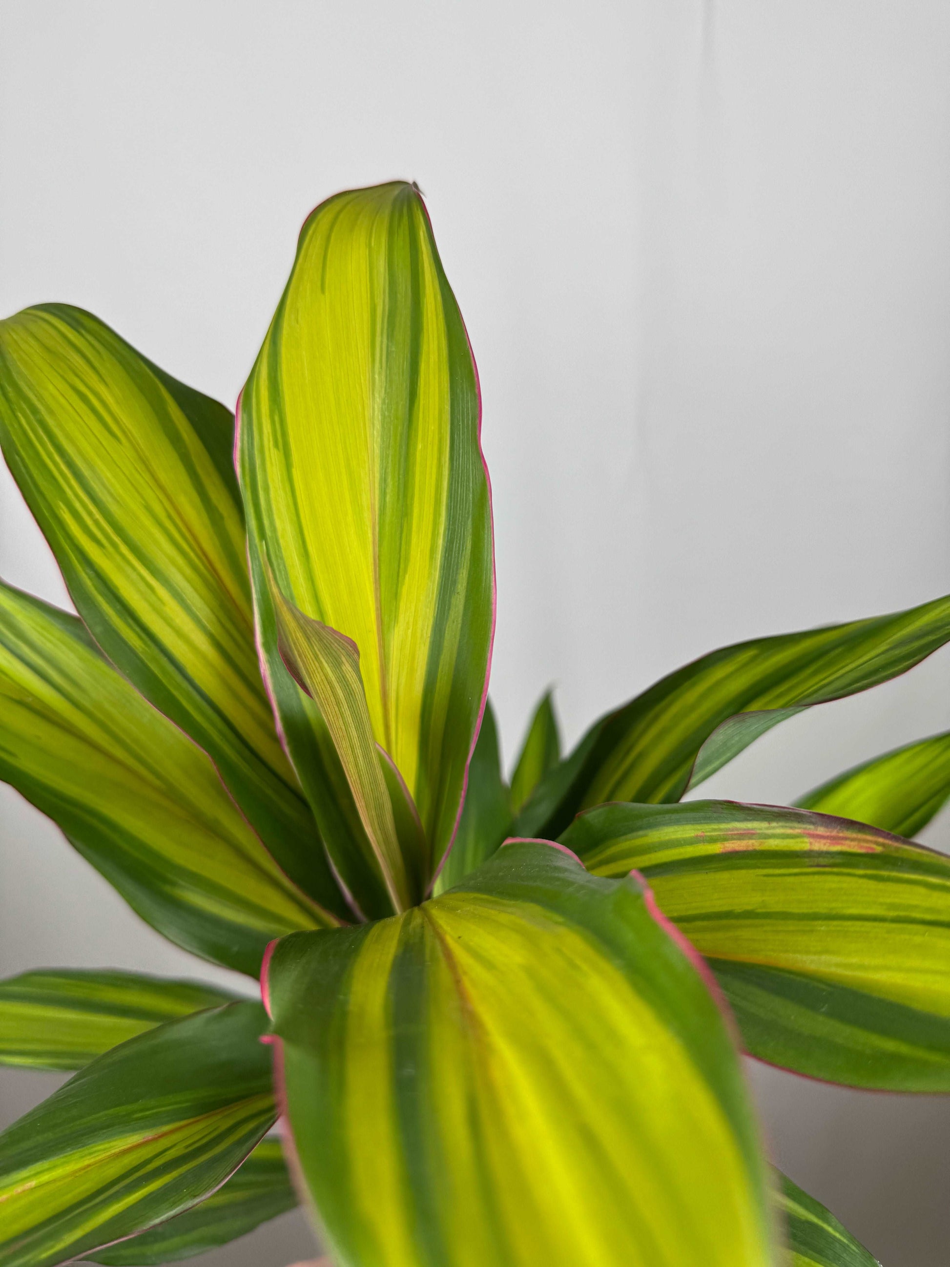 Cordyline Fruticosa “Kiwi”