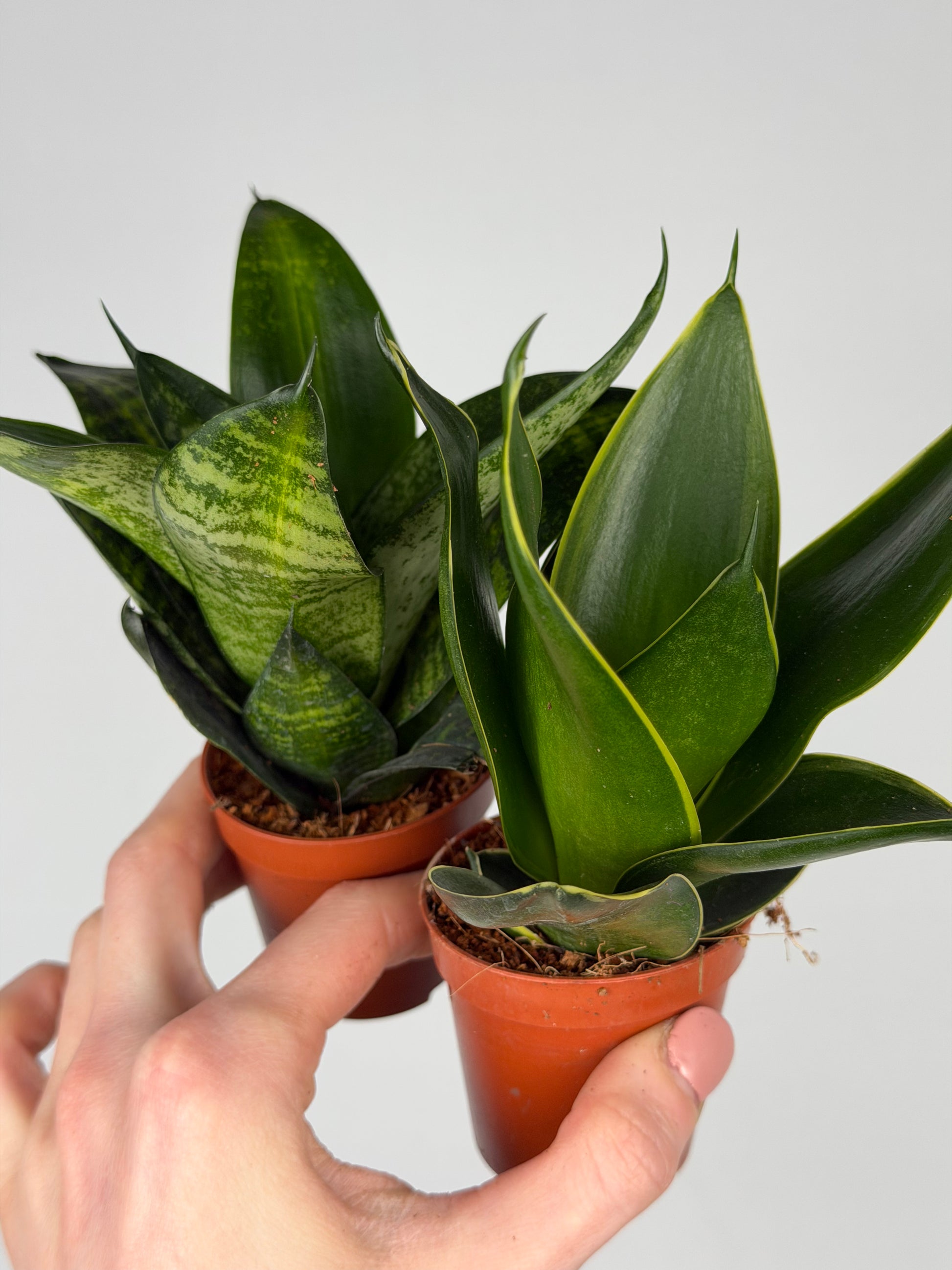 Sansevieria mix Sansevieria Tropical Corner