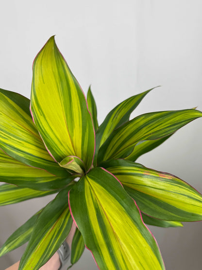 Cordyline Fruticosa “Kiwi”