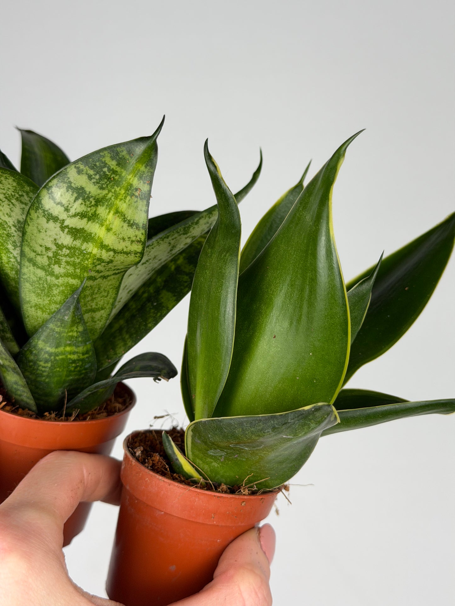 Sansevieria mix Sansevieria Tropical Corner