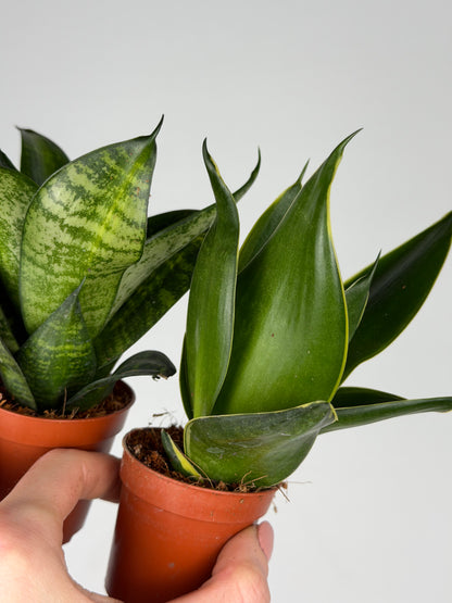 Sansevieria mix Sansevieria Tropical Corner