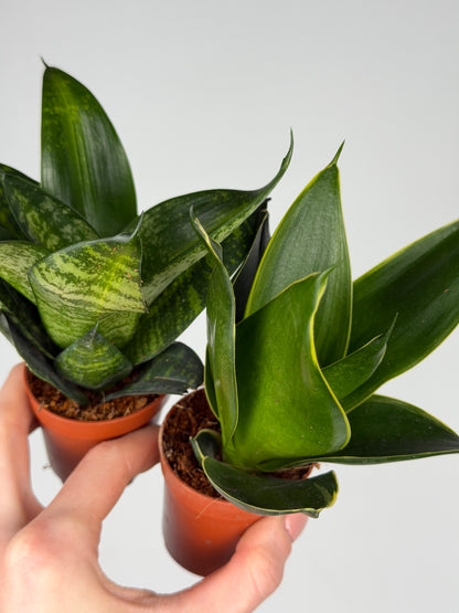 Sansevieria mix Sansevieria Tropical Corner