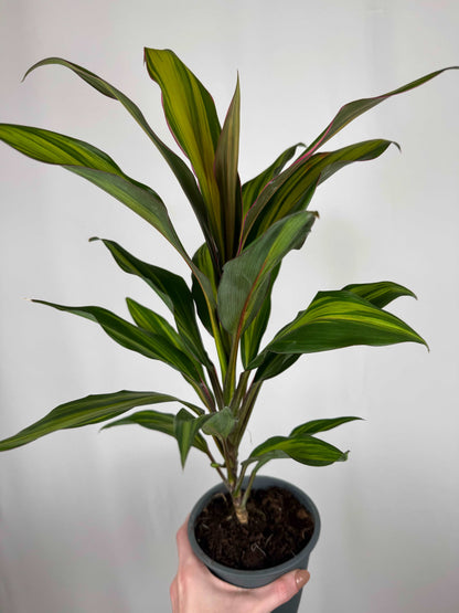 Cordyline Fruticosa “Kiwi”