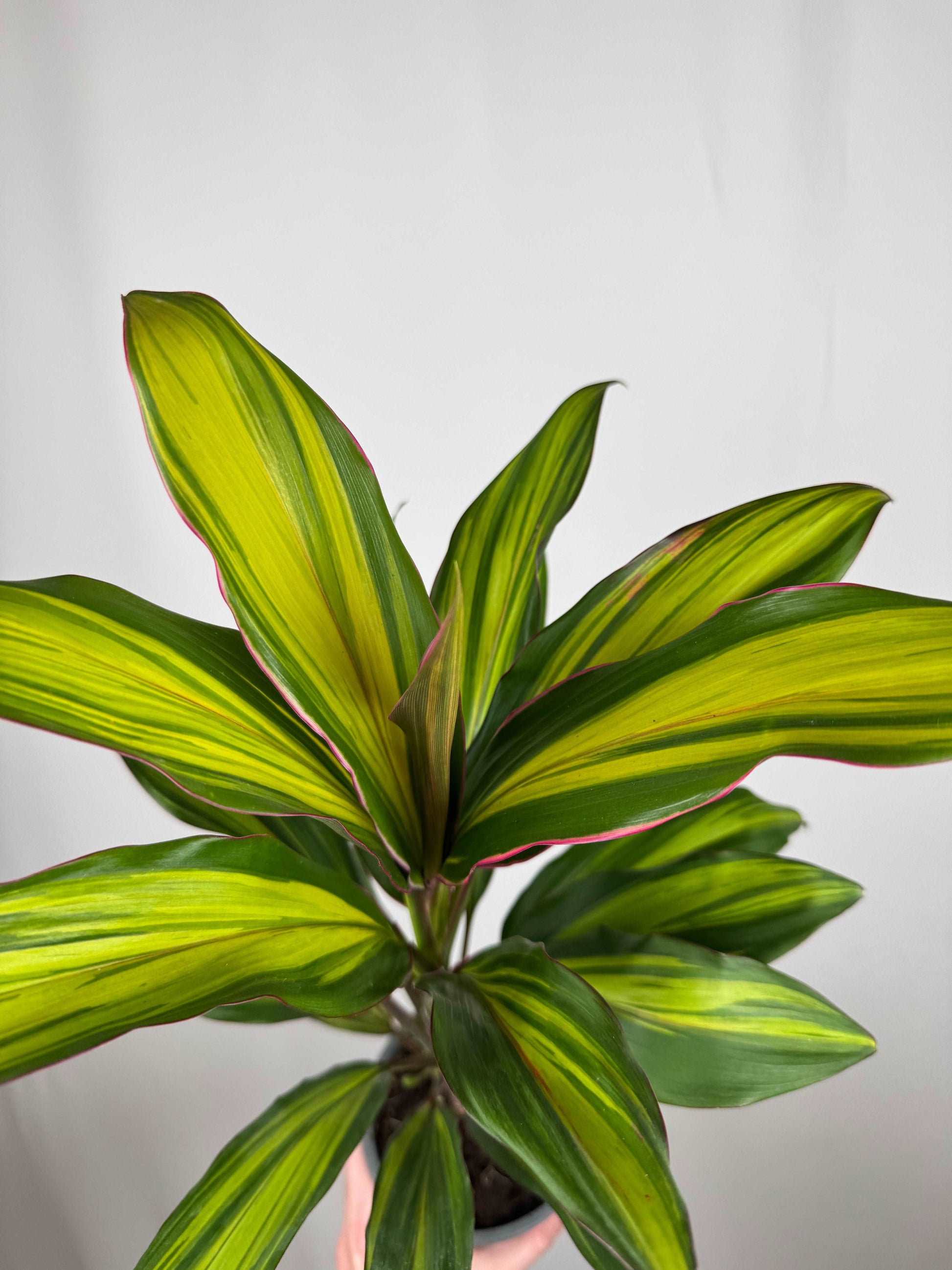 Cordyline Fruticosa “Kiwi”