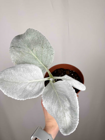 Senecio Candicans “Angel Wings”