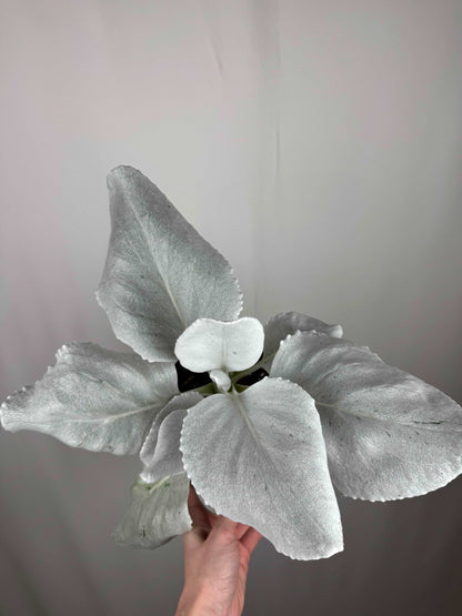 Senecio Candicans “Angel Wings”