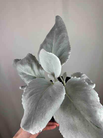 Senecio Candicans “Angel Wings”