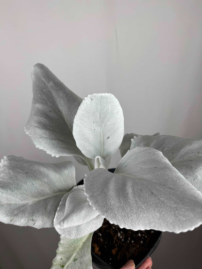 Senecio Candicans “Angel Wings”