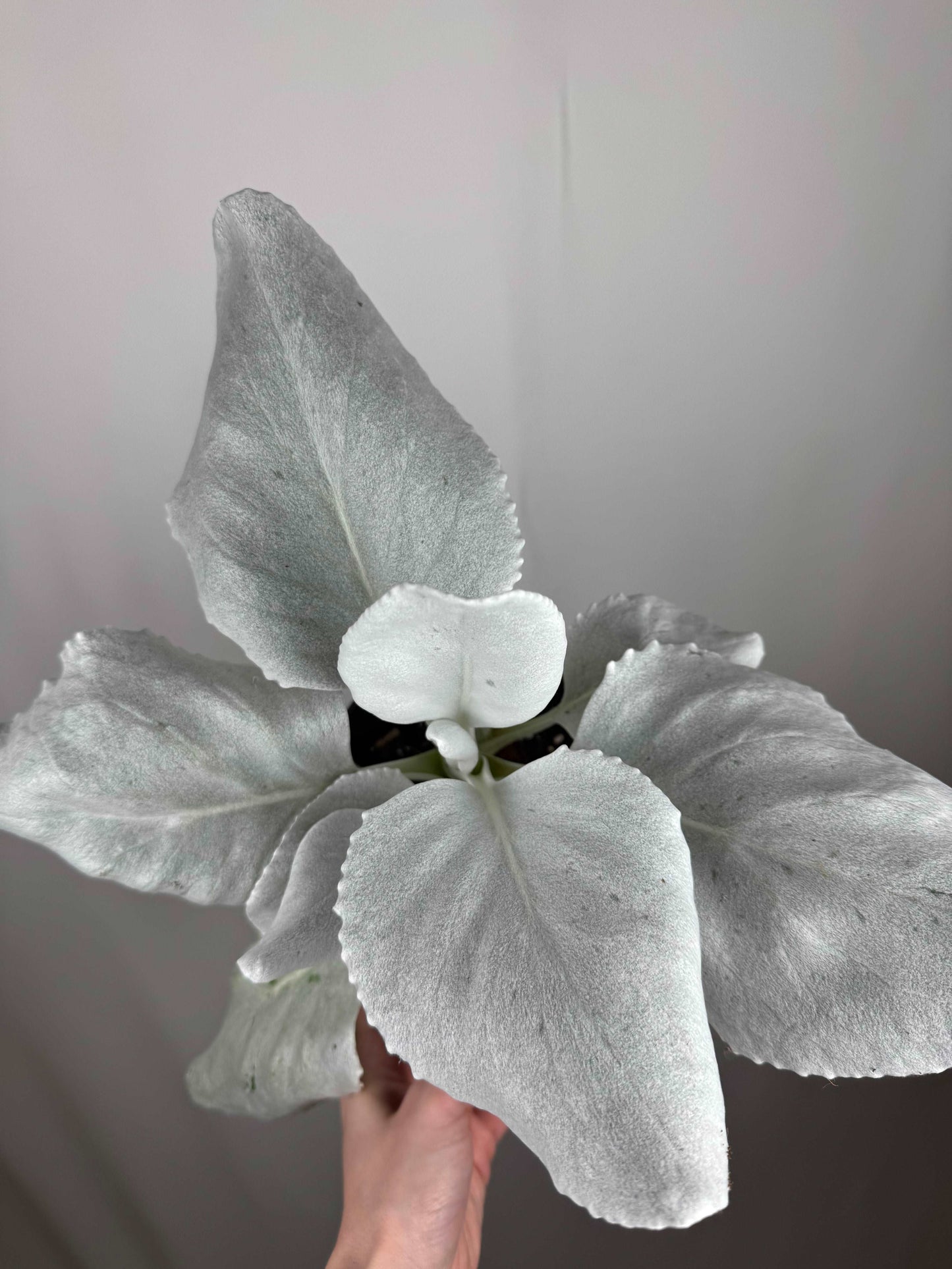 Senecio Candicans “Angel Wings”