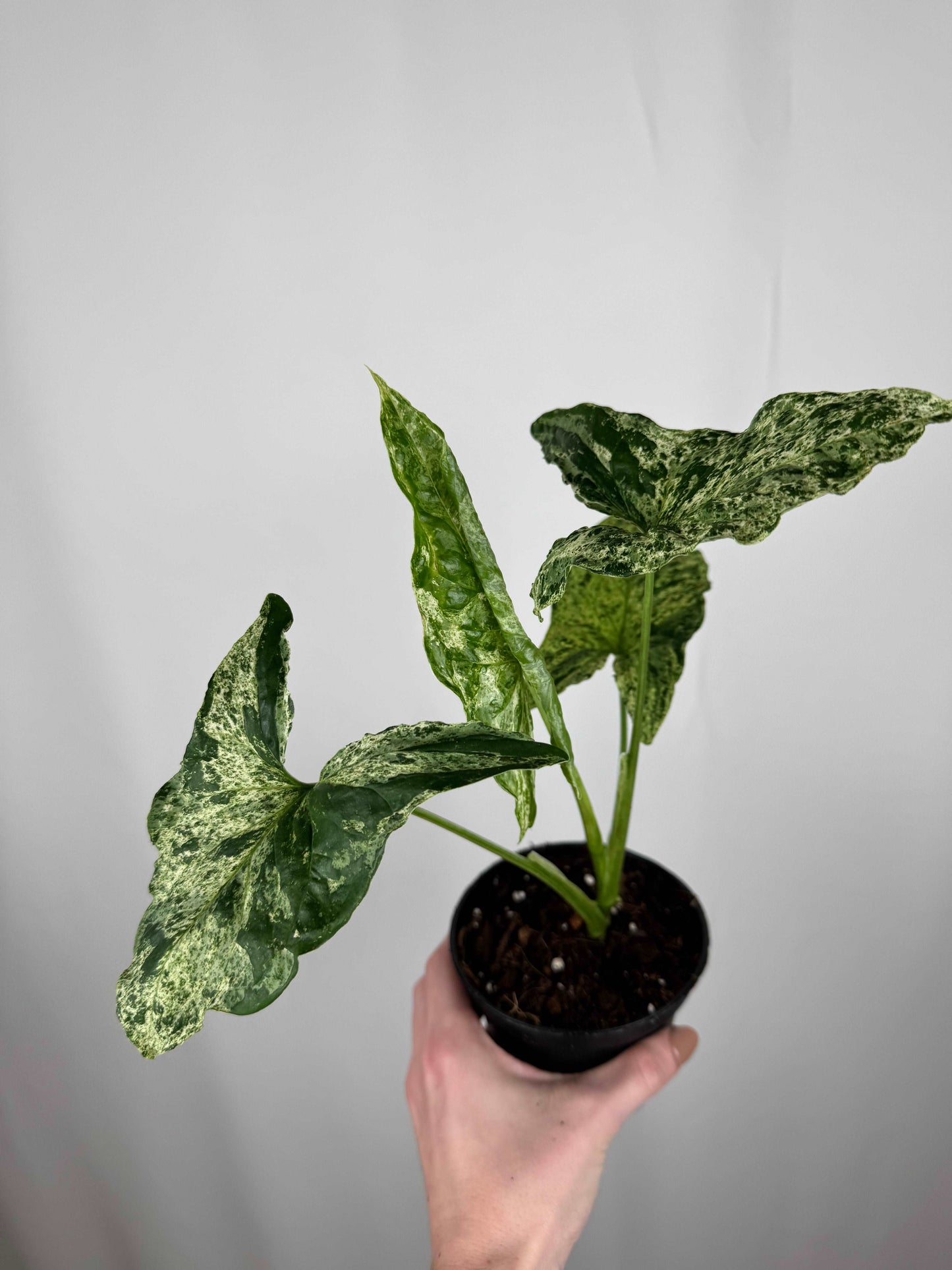 Syngonium “Mottled Mojito”