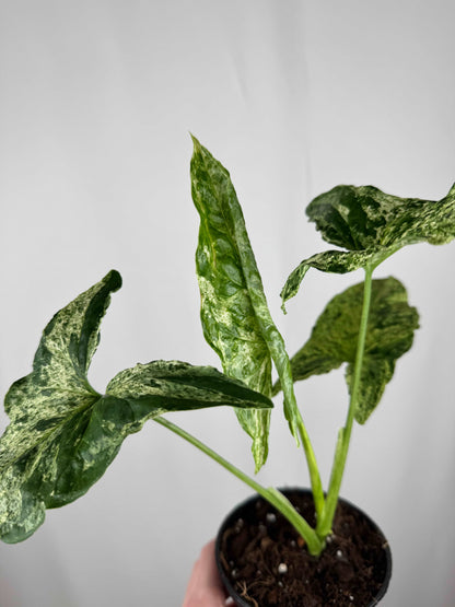 Syngonium “Mottled Mojito”