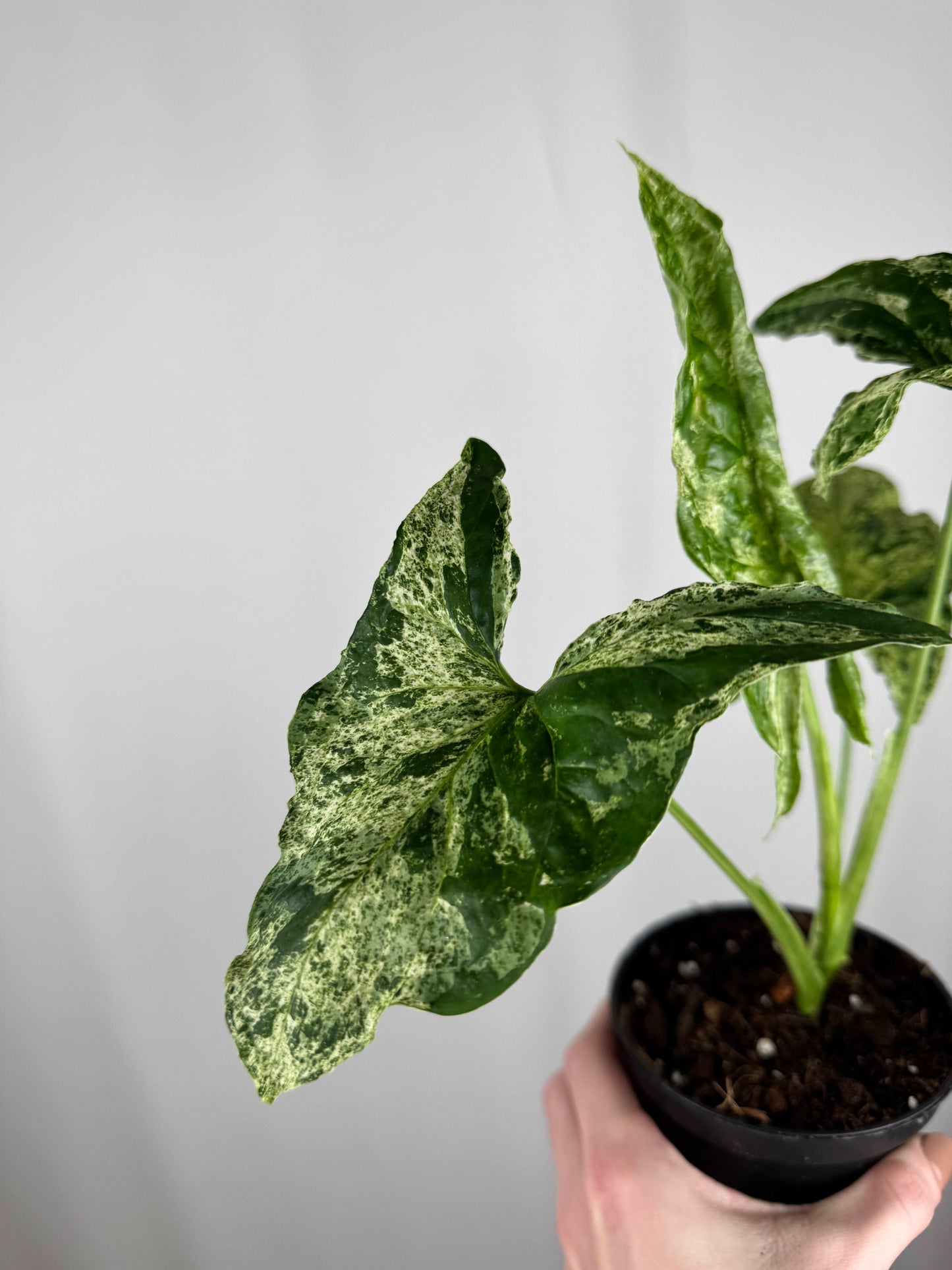 Syngonium “Mottled Mojito”