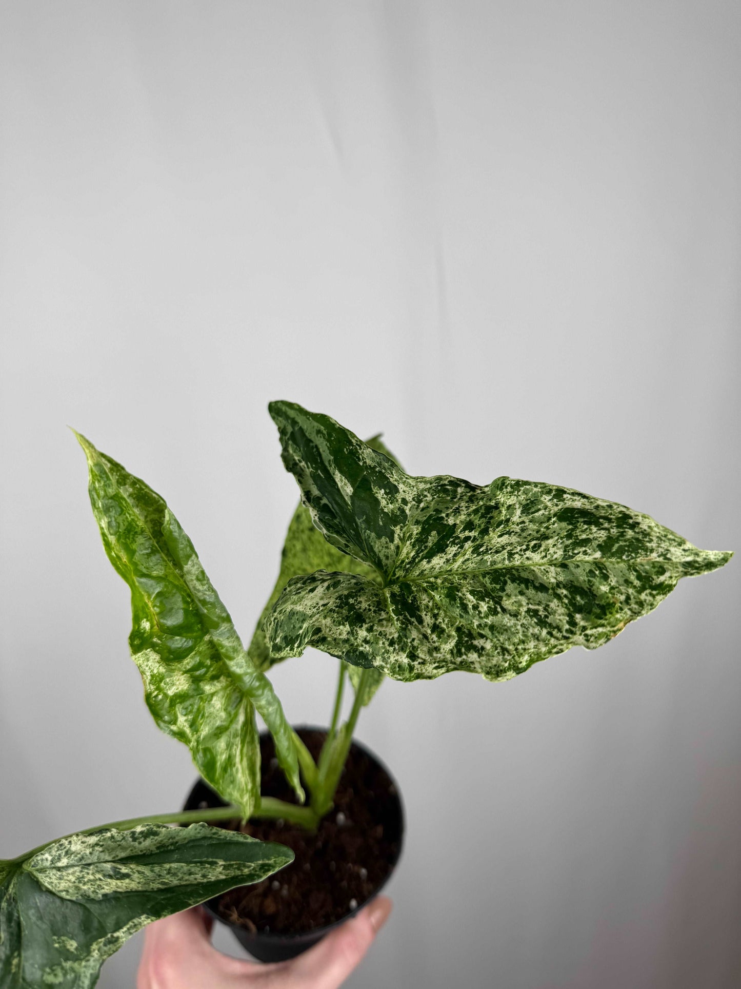 Syngonium “Mottled Mojito”