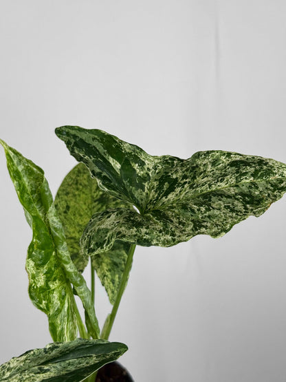 Syngonium “Mottled Mojito”