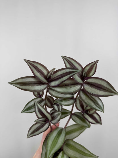 Tradescantia Zebrina “Violet Hill”