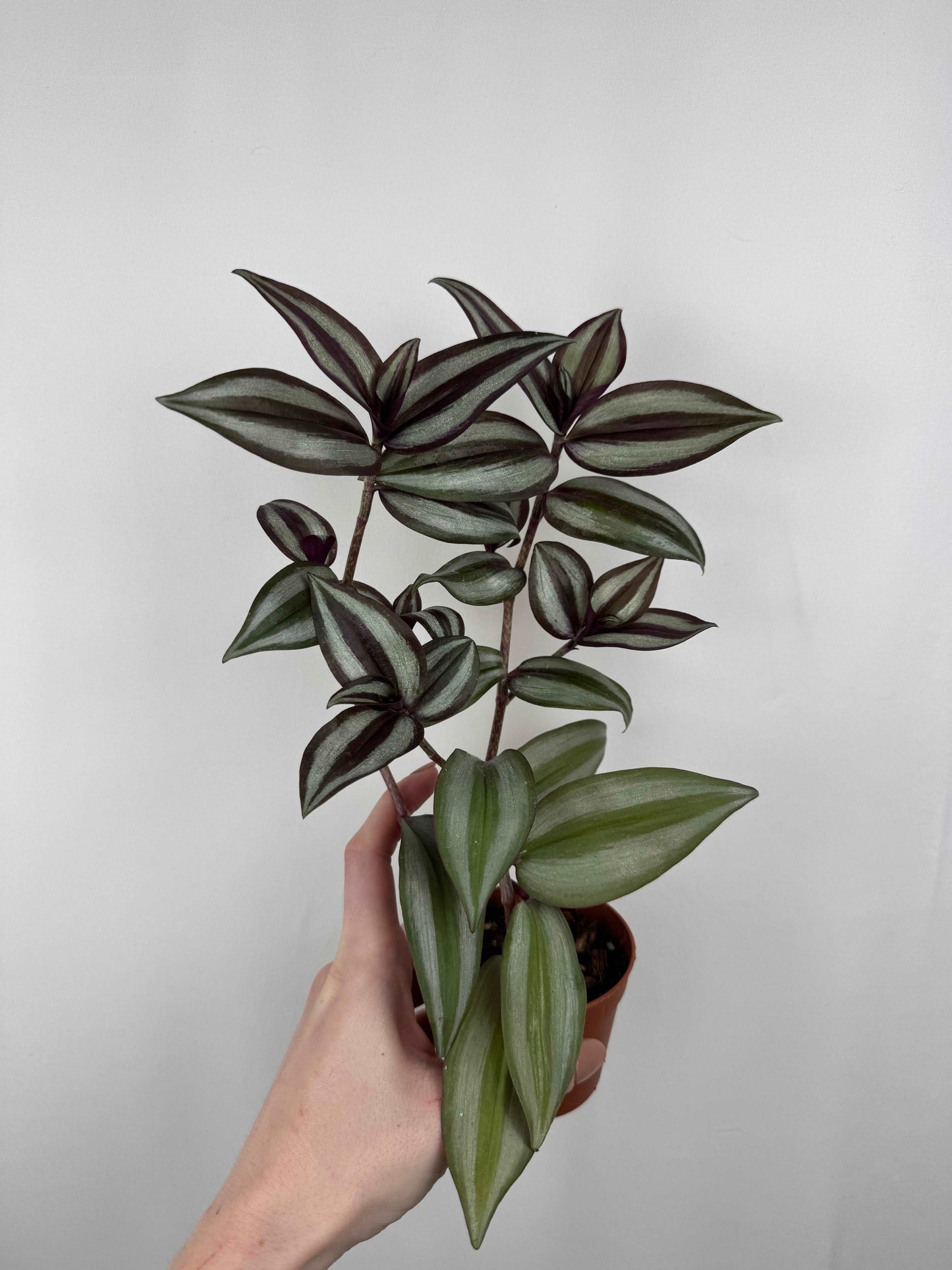 Tradescantia Zebrina “Violet Hill”