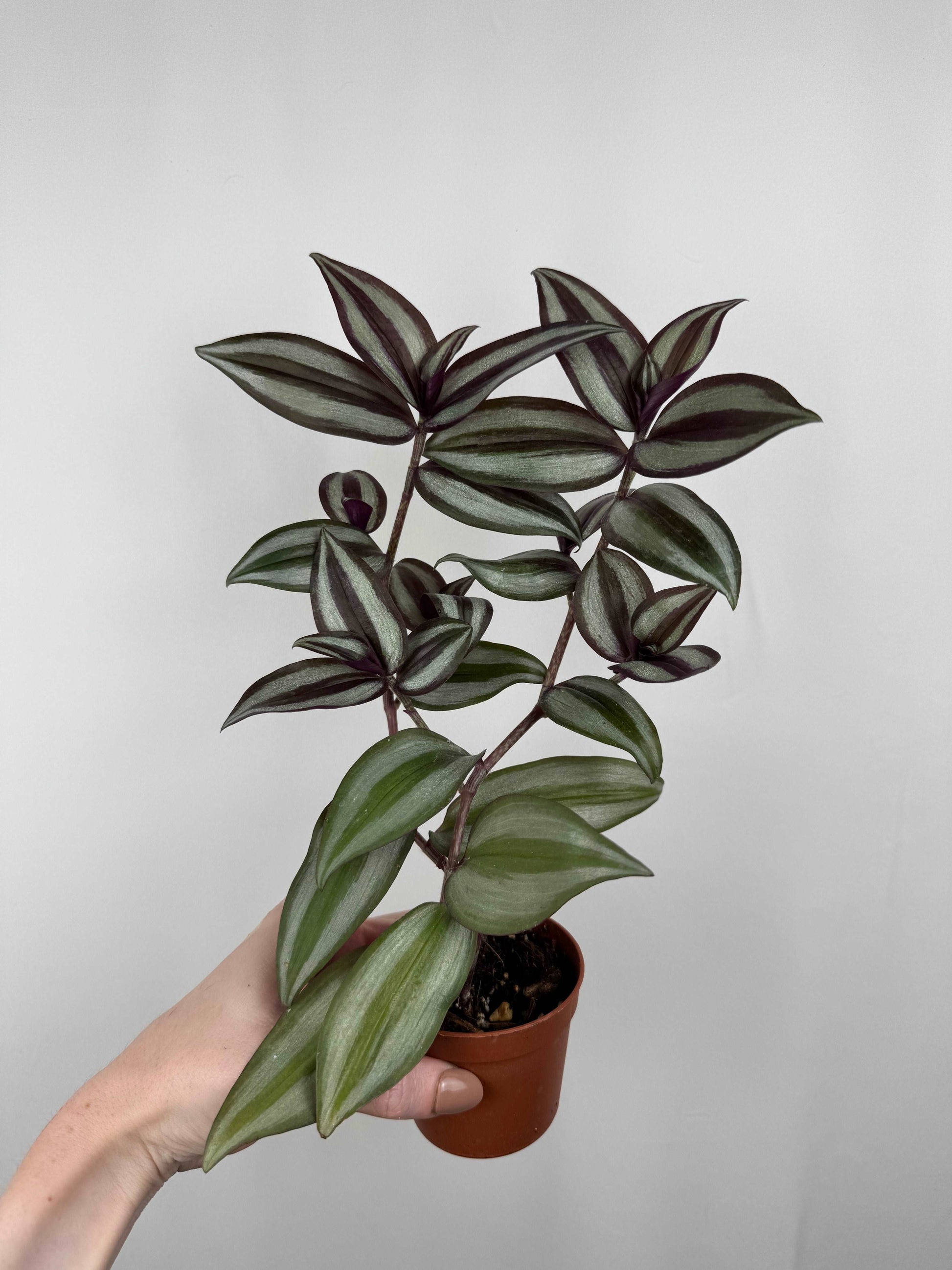 Tradescantia Zebrina “Violet Hill”