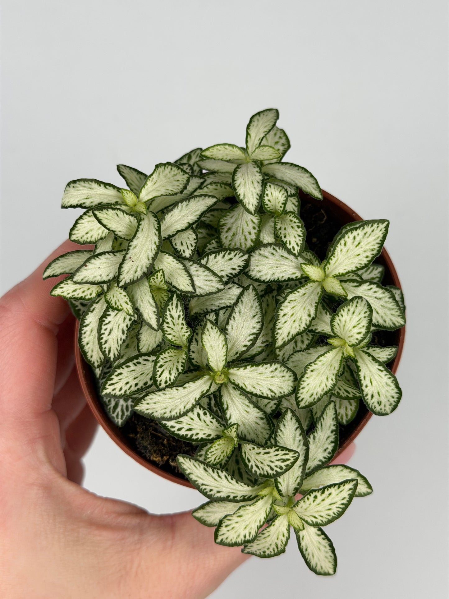 Fittonia 'White Forest Flame' Fittonia Tropical Corner