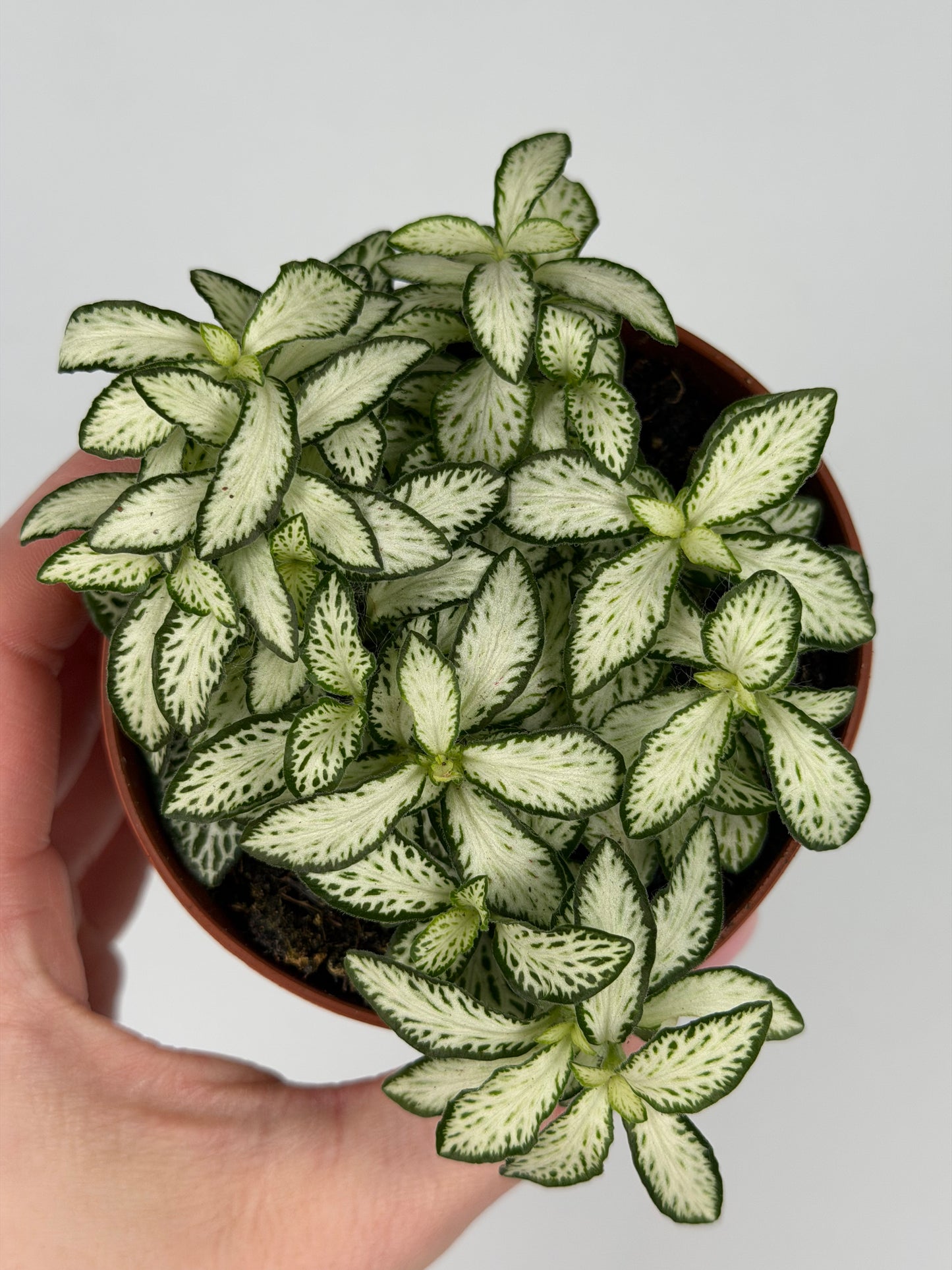 Fittonia 'White Forest Flame' Fittonia Tropical Corner