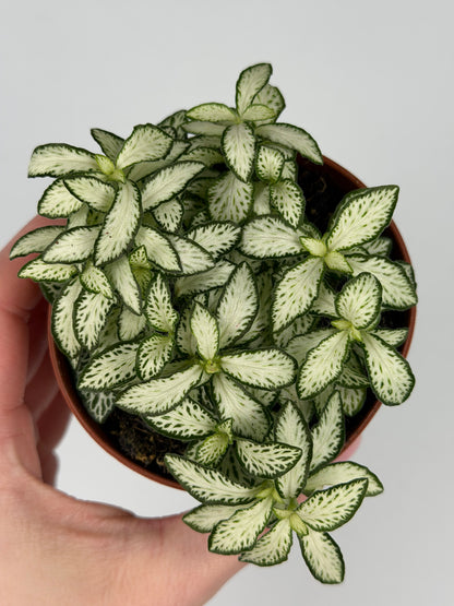Fittonia 'White Forest Flame' Fittonia Tropical Corner