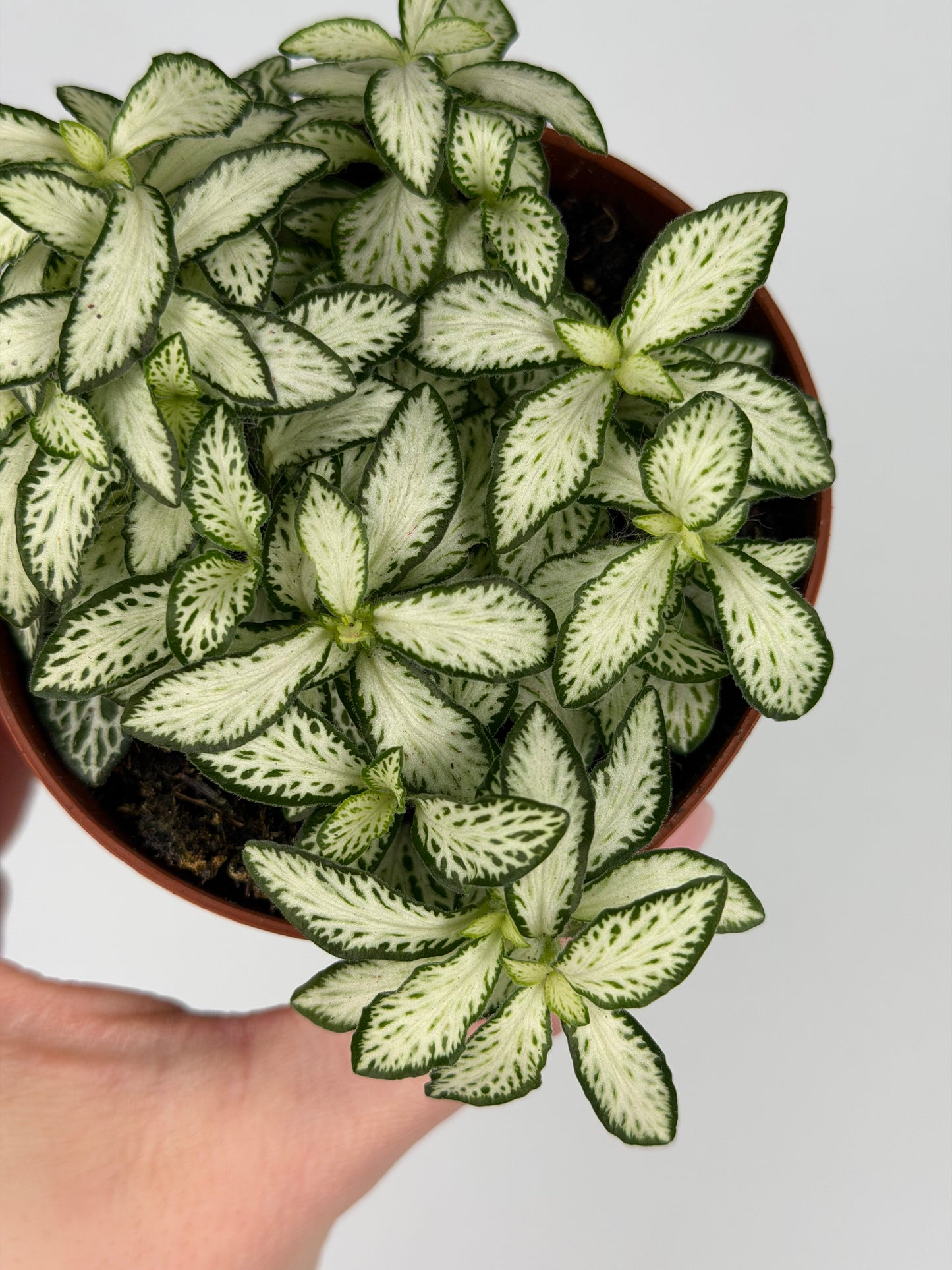 Fittonia 'White Forest Flame' Fittonia Tropical Corner