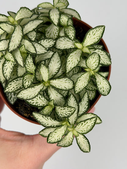 Fittonia 'White Forest Flame' Fittonia Tropical Corner