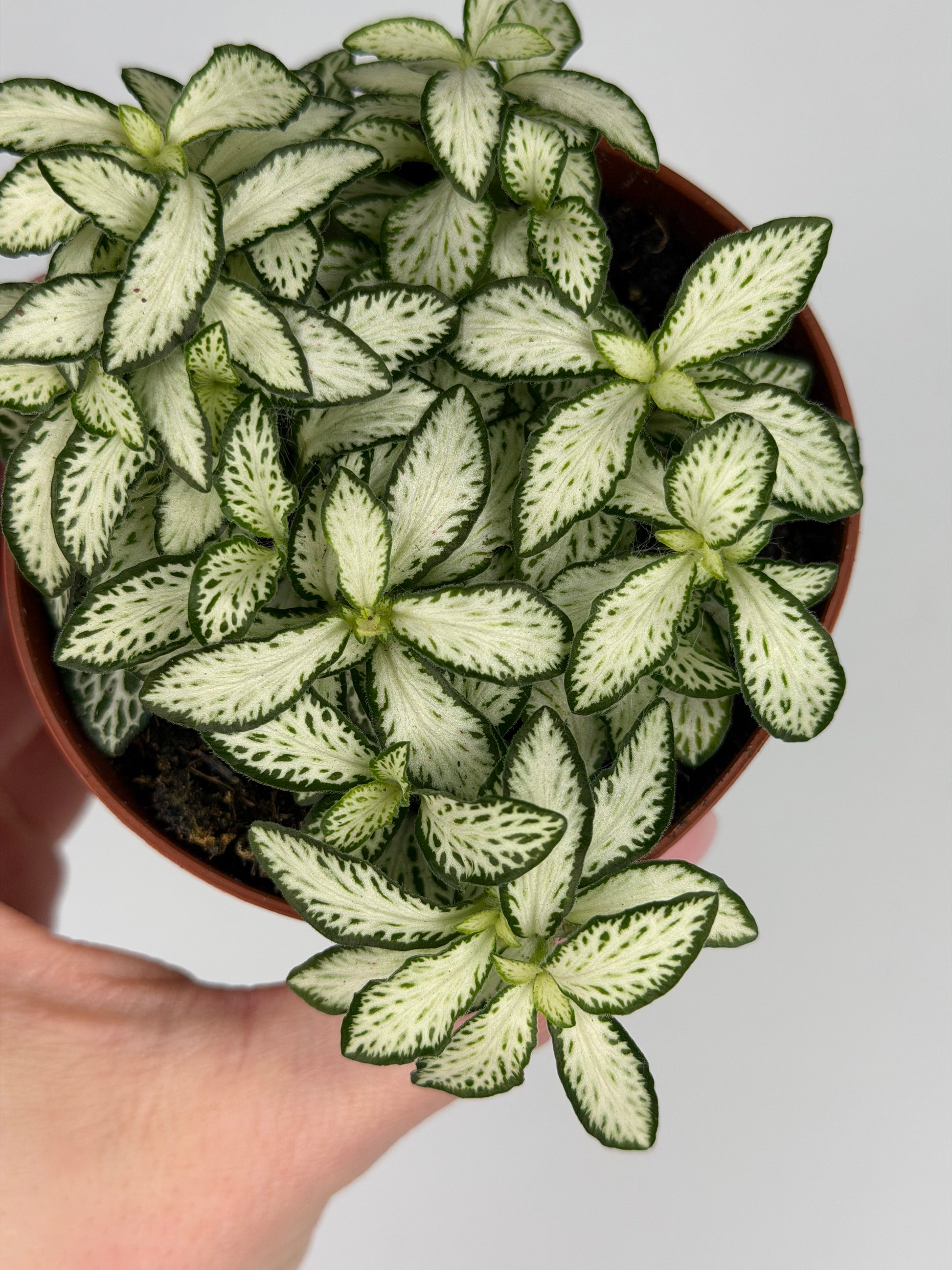 Fittonia 'White Forest Flame' Fittonia Tropical Corner