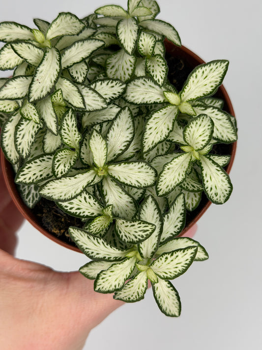 Fittonia 'White Forest Flame' Fittonia Tropical Corner