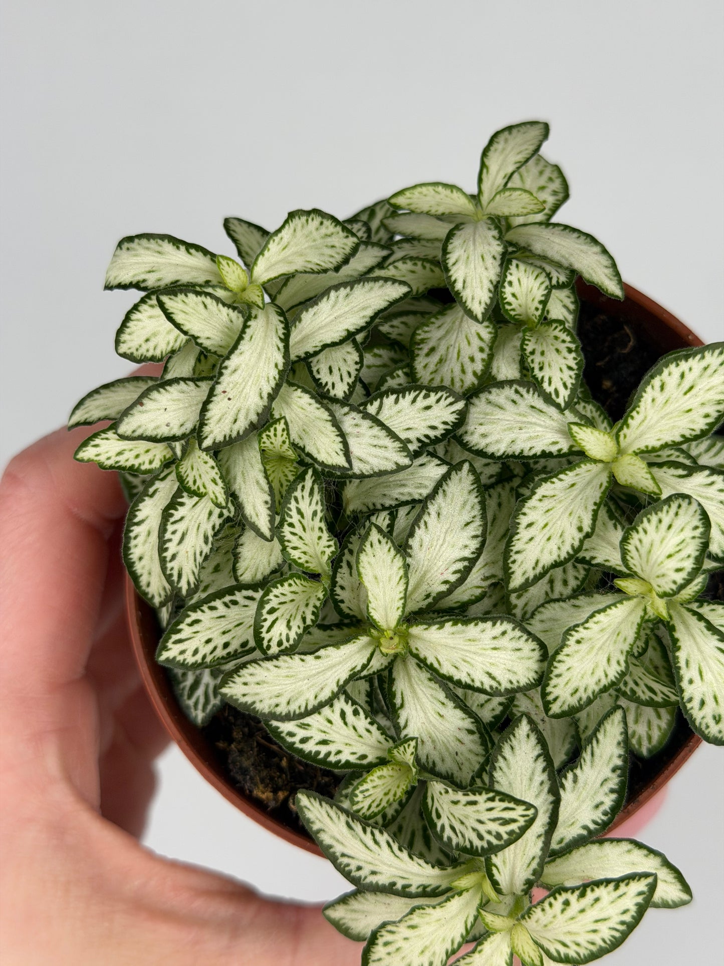 Fittonia 'White Forest Flame' Fittonia Tropical Corner