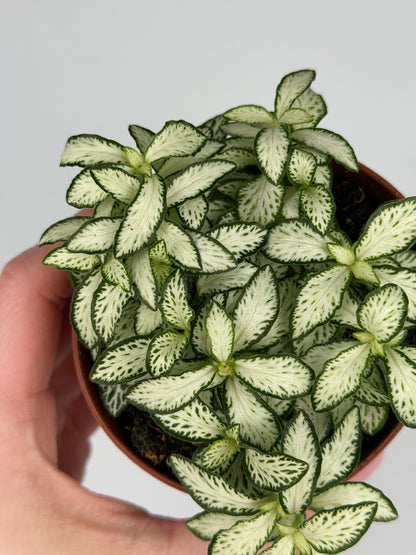 Fittonia 'White Forest Flame' Fittonia Tropical Corner